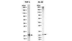Cytochrome b-245/p22phox Mouse anti-Human, Clone: CS9, MilliporeSigma 100 &mu;g | Buy Online | MilliporeSigma | Fisher Scientific